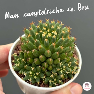 Mammillaria camptotricha cv. Bru แคคตัส กระบองเพชร cactus&amp;succulent