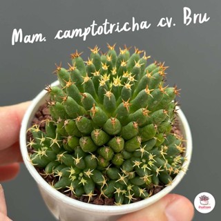 Mammillaria camptotricha cv. Bru แคคตัส กระบองเพชร cactus&amp;succulent