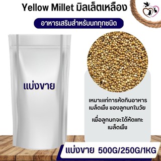 Yellow Millet มิลเล็ตเหลือง อาหารนก กระต่าย หนู กระต่าย กระรอก ชูก้า และสัตว์ฟันแทะ (แบ่งขาย 250G / 500G / 1KG)