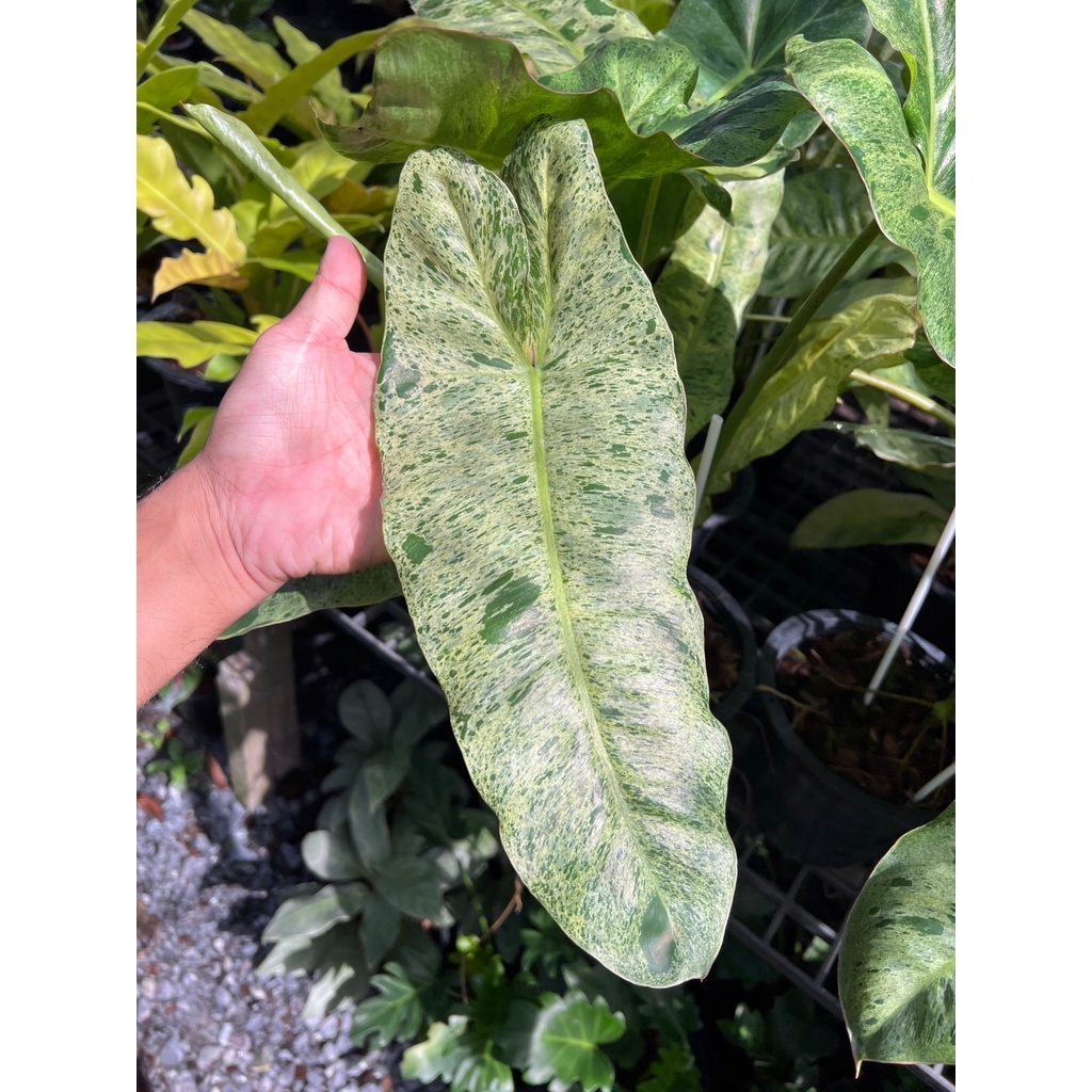 มุมมอง 2