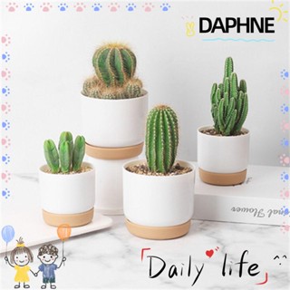 ♫Daphne♫ กระถางต้นไม้ ต้นกล้วยไม้ ต้นกระบองเพชร ทรงกลม พร้อมรูระบายน้ํา สวยงาม สําหรับรดน้ําในร่ม