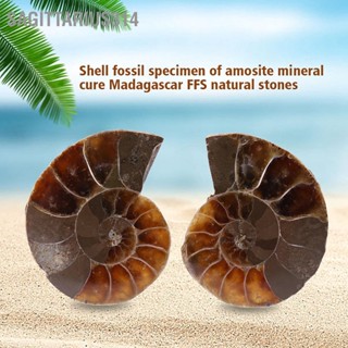 Sagittarius314 2 ชิ้น Ammonite Fossil Specimen Shell มาดากัสการ์หินธรรมชาติและแร่ธาตุ