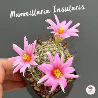 Mammillaria Insularis แคคตัส กระบองเพชร cactus&succulent