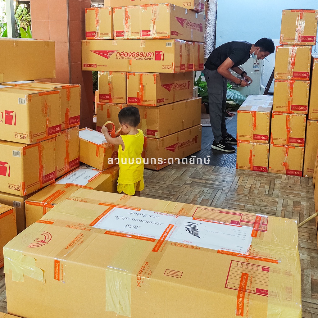 บอน ต้นกระดาด บอนยักษ์   ไซส์  mini ~ S ~ M   สุดยอดไม้ฟอกอากาศ ราคา ถูกที่สุด ดีลบีเคเค แกลเลอรีภาพที่ 7