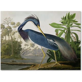 Louisiana Heron Artwork By John James Audubon By Canvas ภาพจิตรกรรมบนผ้าใบ สําหรับติดตกแต่งผนังบ้าน