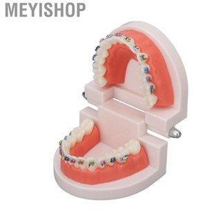 Meyishop Demonstration  Model  Complete Structure Standard Lightweight Removable Plastic Dental Teaching for Laboratory