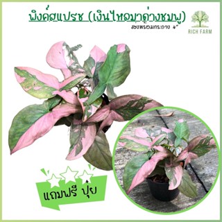 ต้นเงินไหลมาด่างชมพู Syngonium Pink Splash กระถาง 4 นิ้ว ต้นไม้ด่าง ต้นไม้ประดับ