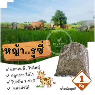 เมล็ดหญ้า รูซี่ 1 kg สำหรับเลี้ยงสัตว์ ขึ้นดีมาก ของมาใหม่ปีนี้ ราคาส่ง (Brachiaria ruziziensis)