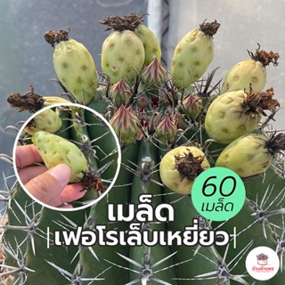 ( 60 เมล็ด ) เมล็ดเฟอโรเล็บเหยี่ยว Ferocactus Peninsulae แคคตัส กระบองเพชร cactus&amp;succulent