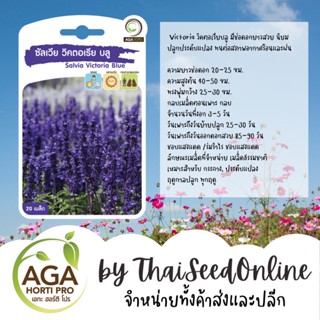 AGAPREMIUM Victoria วิคตอเรียบลู บลูซัลเวีย 20เมล็ด ตราเอกะอะโกร Blue Salvia