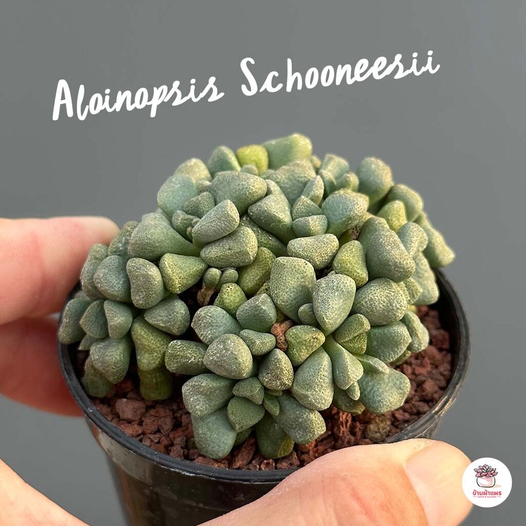Aloinopsis Schooneesii ไม้อวบน้ำ กุหลาบหิน Cactus&amp;Succulent
