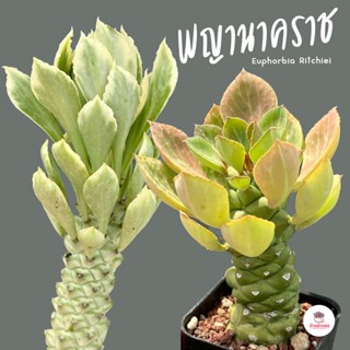 พญานาคราช Euphorbia Ritchiei แคคตัส กระบองเพชร cactus&amp;succulent