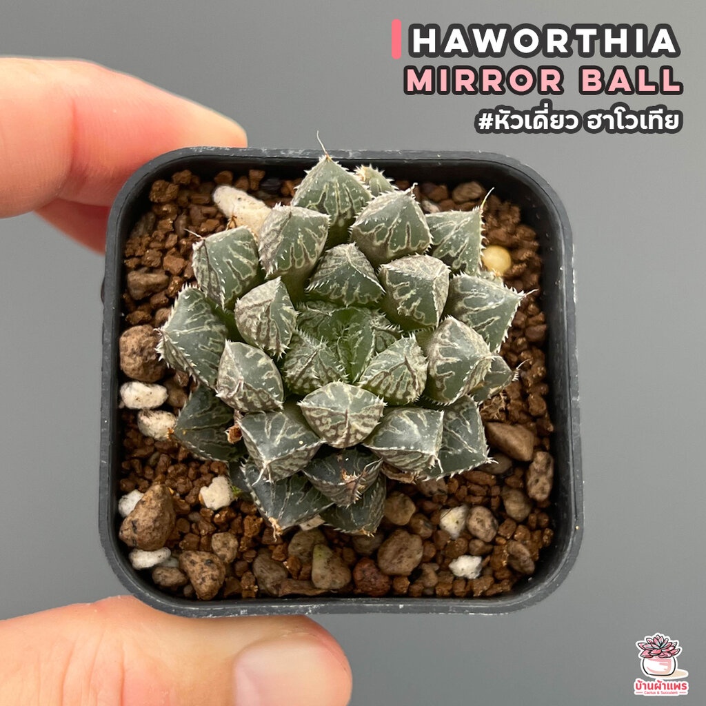 Haworthia Mirror Ball #หัวเดี่ยว ฮาโวเทีย ไม้อวบน้ำ กุหลาบหิน cactus&amp;succulentหลากหลายสายพันธุ์