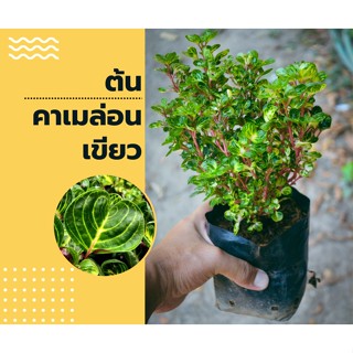 ต้นคาเมล่อนเขียวไม่ประดับวางโต๊ะทำงานเก๋ๆ🍀สูง 20-30 cmลง🌱ดินได้เลย