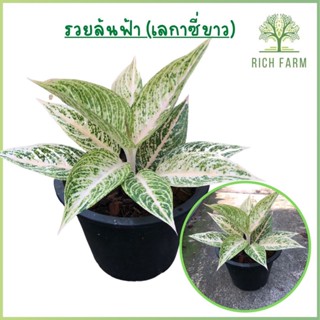 เลกาซี่ขาว หรือ อโกลนีมา รวยล้นฟ้า (Aglaonema) หรือ แก้วกาญจนา ส่งเป็นต้นพร้อมกระถาง