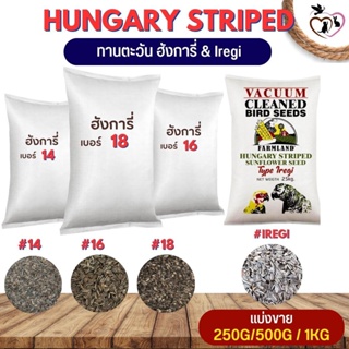 Hungary ทานตะวัน ฮังการี่นอก#14 16 18 iregi อาหารนก อาหารสัตว์ฟันแทะ (แบ่งขาย 250G/500G/1KG)