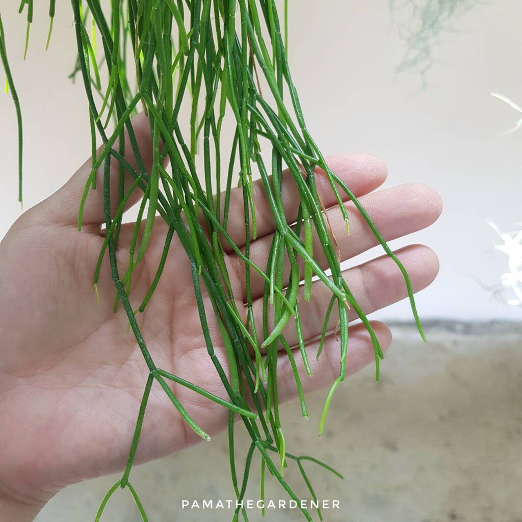 มุมมอง 2