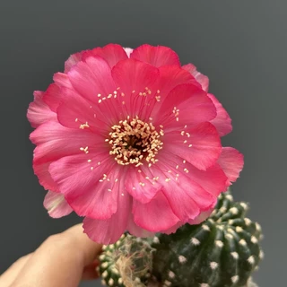 อิชินอปซิส & โลบิเวีย Echinopsis & Lobivia แคคตัส กระบองเพชร cactus&succulent