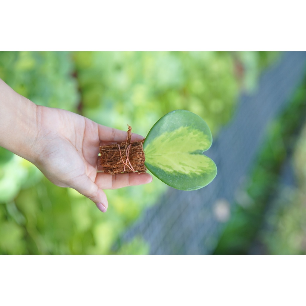 มุมมอง 5