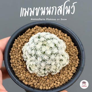 แมมขนนกสโนว์ ( สโนวแคป x แมมขนนกขาว ) Mammillaria Plumosa cv Snowแคคตัส กระบองเพชร cactus&amp;succulent