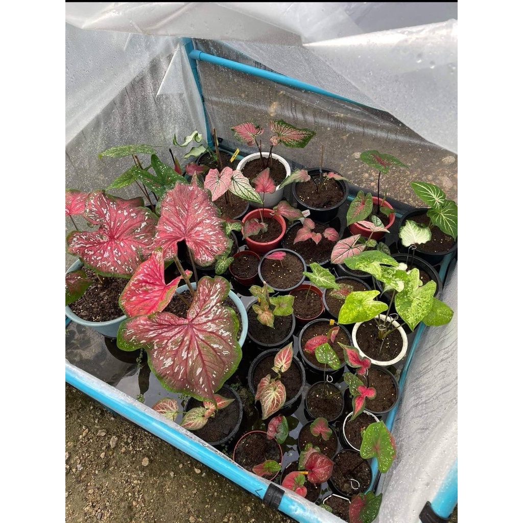 ตู้บอนสีเปิดได้ 2 ด้าน อบต้นไม้ อบบอนสี ตู้เลี้ยงต้นไม้ ขนาด 1x1 เมตร พลาสติกใส อุปกรณ์​ครบชุด - รูปที่ 3