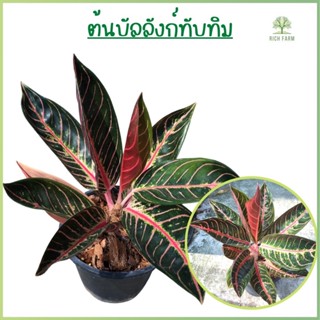 บัลลังก์ทับทิม (Aglaonema pride of sumatra) อโกนีมาพันธุ์หายาก ต้นไม้มงคล ไม้ประดับตกแต่งสวน ส่งพร้อมกระถาง