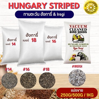 Hungary ทานตะวัน ฮังการี่นอก สินค้าสะอาด ได้คุณภาพ #14 16 18 iregi (แบ่งขาย 250G/500G/1KG)