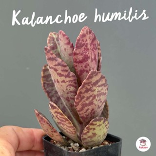 Kalanchoe humilis กุหลาบหิน cactus&amp;succulentหลากหลายสายพันธุ์