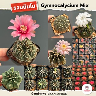 รวมยิมโน Gymnocalycium Mix แคคตัส กระบองเพชร cactus&amp;succulent