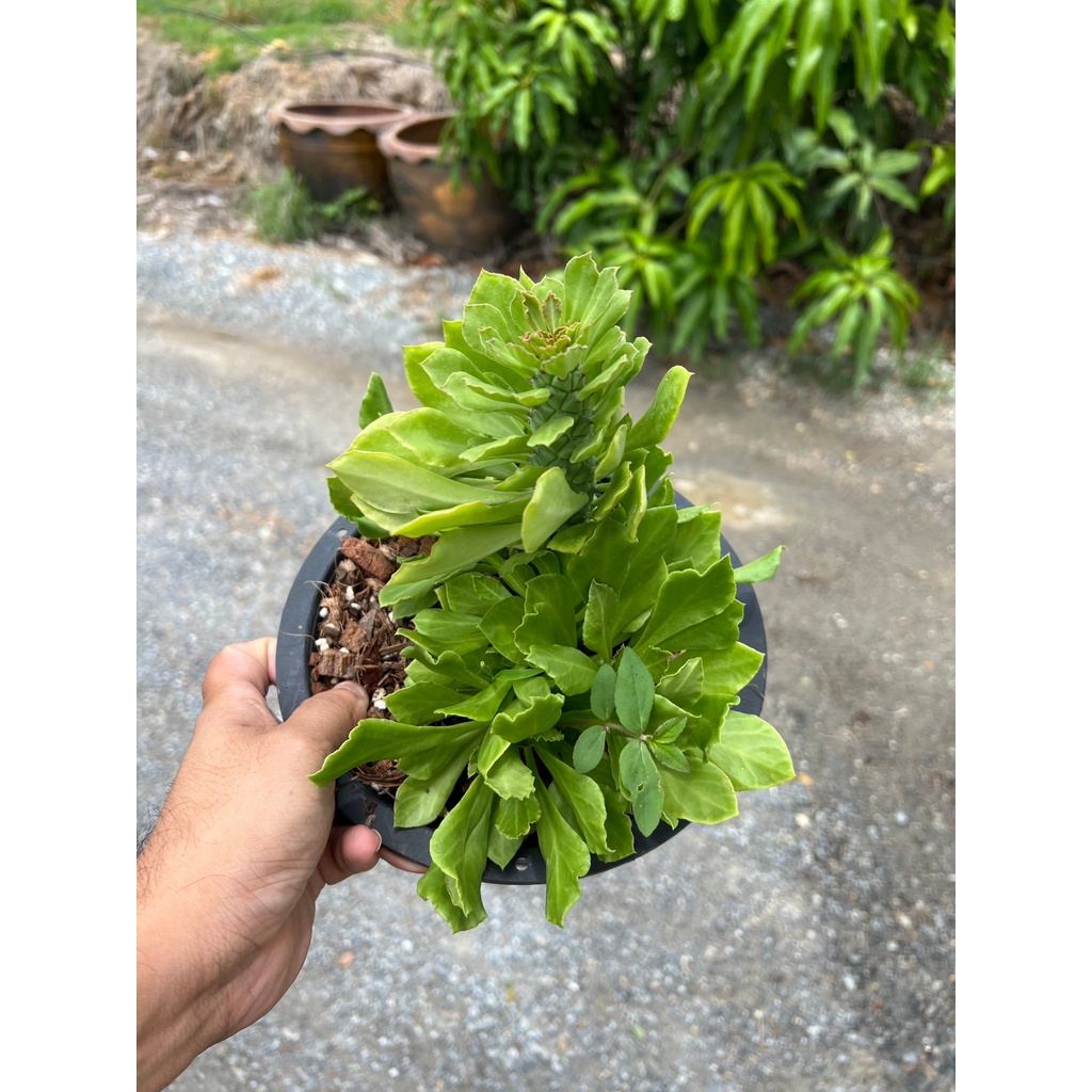 มุมมอง 4