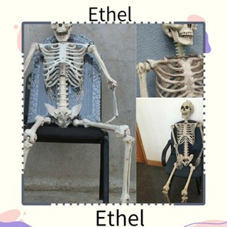 Ethel1 โมเดลโครงกระดูกมนุษย์ อุปกรณ์ประกอบฉากถ่ายภาพกายวิภาคศาสตร์ 1 ชิ้น