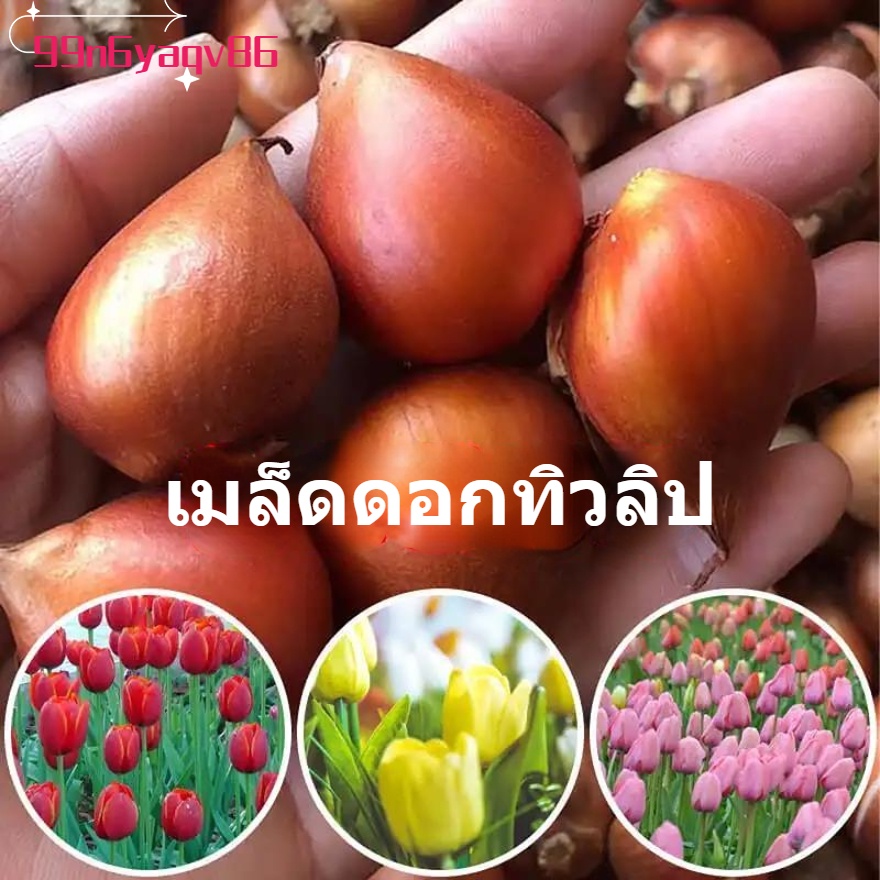เมล็ดดอกทิวลิป สำหรับปลูกต้นกล้าในกระถาง เหมาะสำหรับการทำสวนและตกแต่งบ้าน