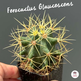 เฟอโรฟ้า Ferocactus Glaucescens ( Blue Barrel ) แคคตัส กระบองเพชร cactus&amp;succulent