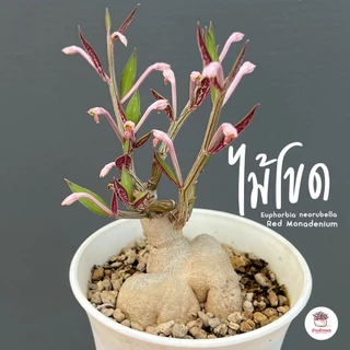 ไม้โขด Euphorbia neorubella ( Red Monadenium ) ไม้อวบน้ำ กุหลาบหิน cactus&succulentหลากหลายสายพันธุ์