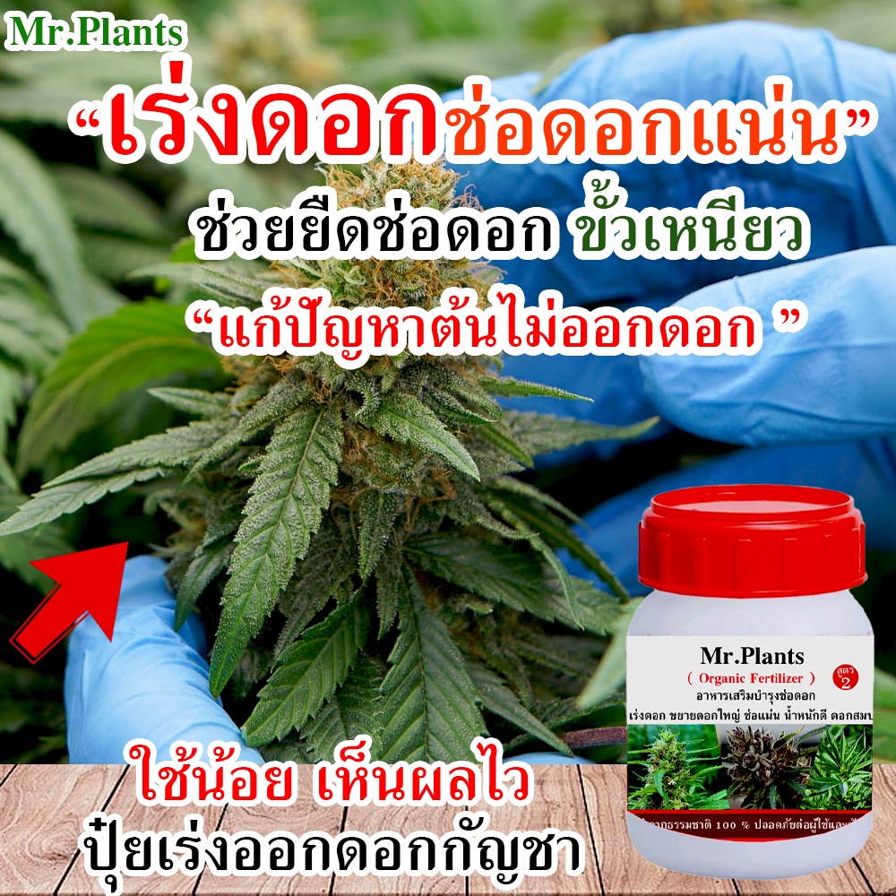 [RDK]📢 ปุ๋ยดอกกัน 📢ปุ๋ยกัน (ช่วงทำดอก) ระยะทำดอก บำรุงดอกกัญ เร่งแตกยอด เร่งสร้างดอก บำรุงต้นกัน ปุ๋ยท่อม