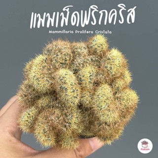 แมมเม็ดพริกคริส Mammillaria Prolifera Cristata ไม้อวบน้ำ กุหลาบหิน cactus&amp;succulentหลากหลายสายพันธุ์