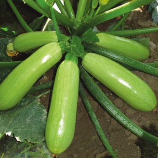 Green Jade Zucchini 20 seeds ️ ready for shipping ️