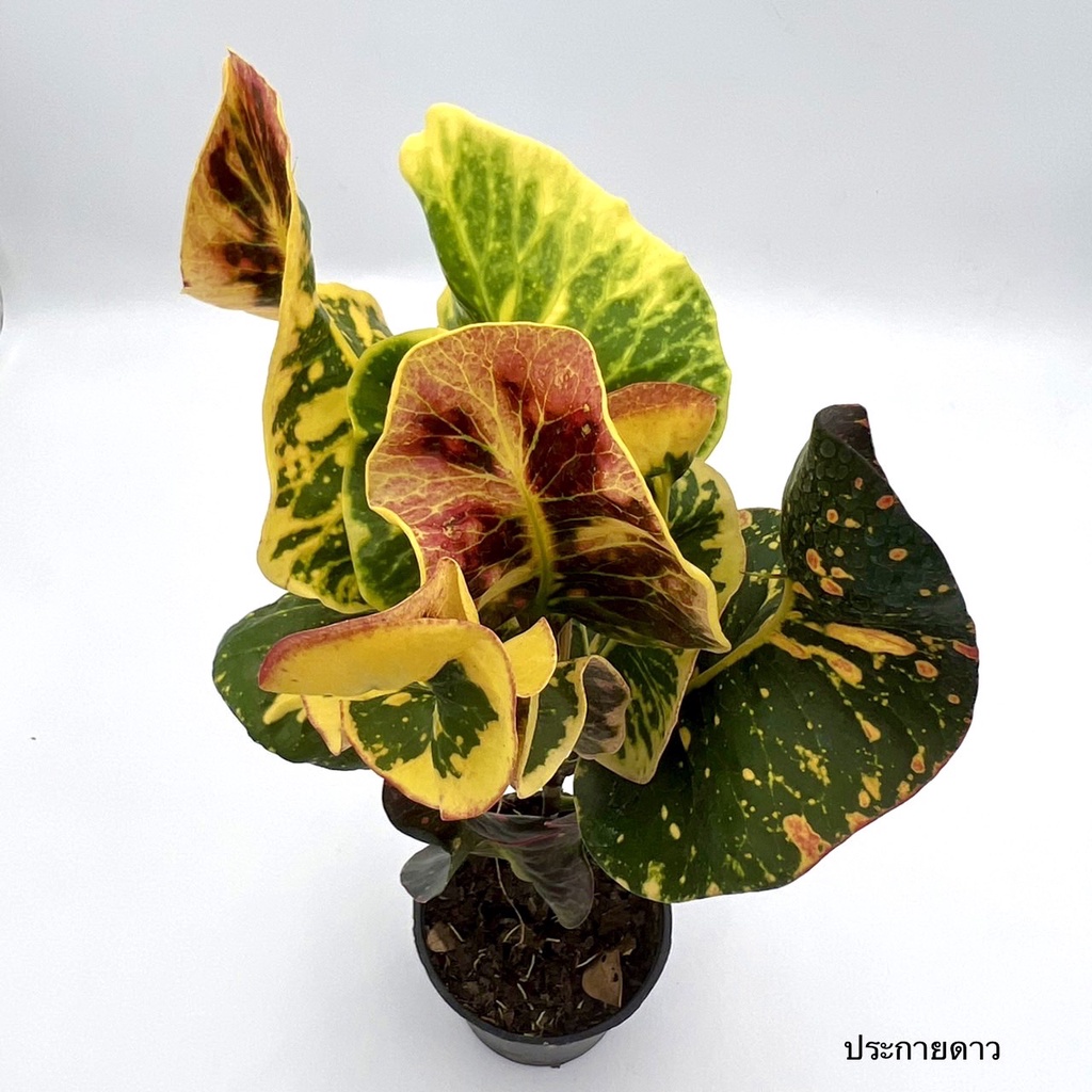 มุมมอง 2