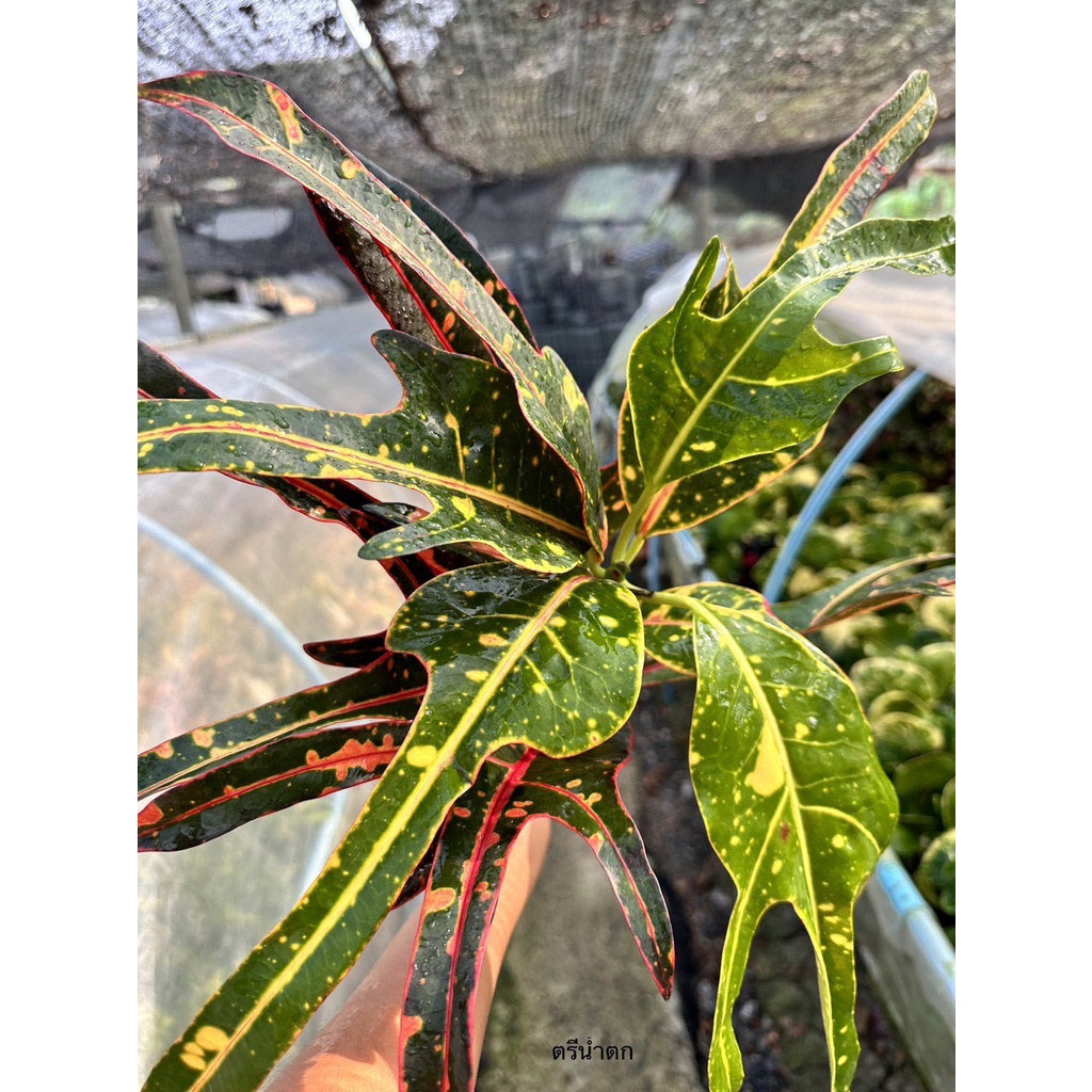 มุมมอง 2