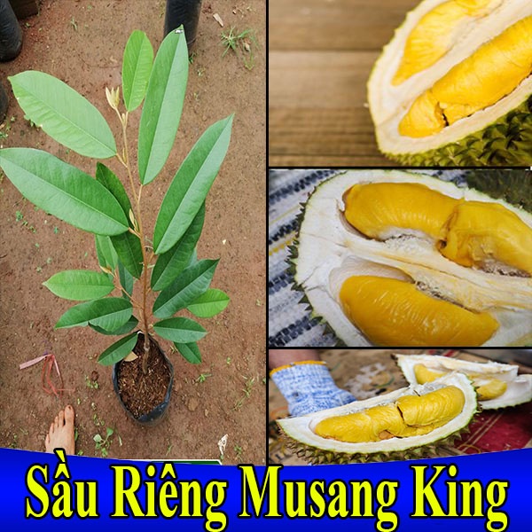 ต ้ นกล ้ าทุเรียน Musang King - King Of Durian Lines