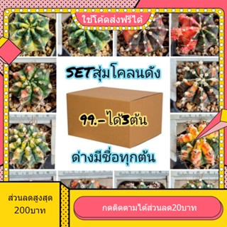 (มีที่นี่ที่เดียว) SET Gymnoชื่อดังๆ ชำหน่อ โคลนดังๆ ได้ไม้มีชื่อ3ต้น คุ้มๆ