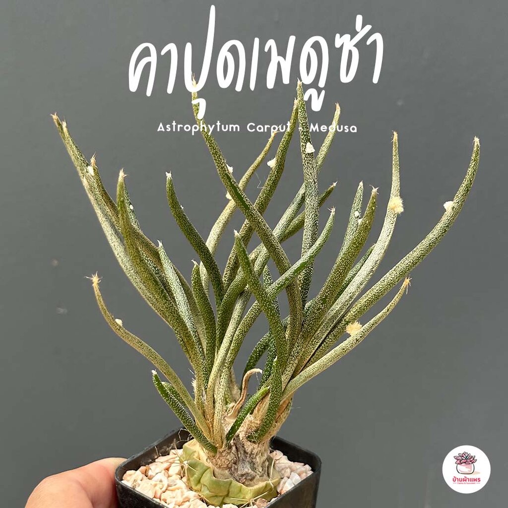 คาปุดเมดูซ่า Astrophytum Carput - Medusa แคคตัส กระบองเพชร cactus&succulent