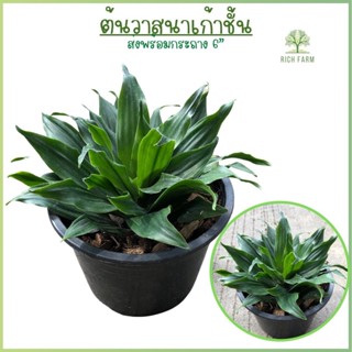 ต้นวาสนาเก้าชั้น กระถาง 6 นิ้ว / Dracaena fragrans (L.) Ker – Gawlไม้ฟอกอากาศ ไม้มงคล ปลูกแล้วจะร่ำรวย  การงานก้าวหน้า