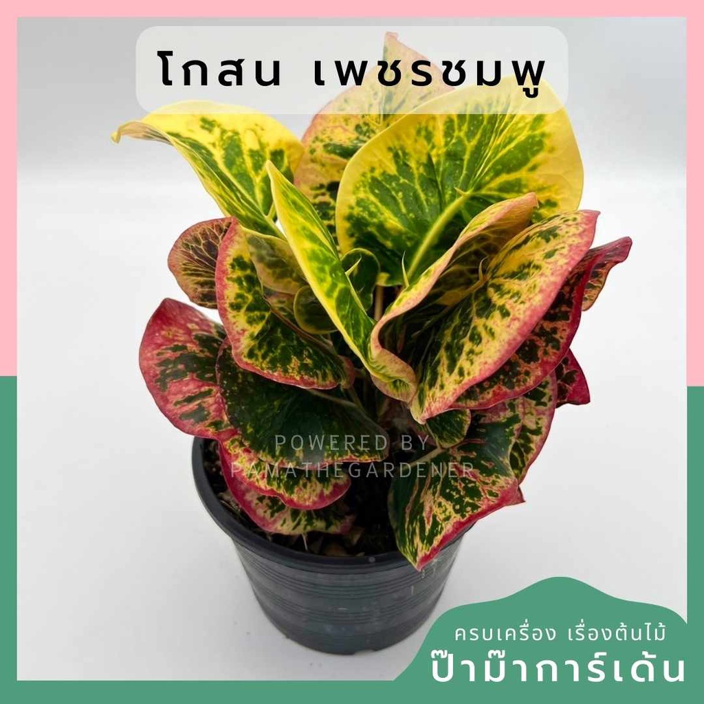 โกสนเพชรชมพู ส่งพร้อมกระถาง 6 นิ้ว