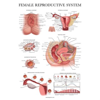 โปสเตอร์ภาพวาดผ้าใบ รูปกายวิภาคศาสตร์ ระบบสืบพันธุ์หญิง สําหรับตกแต่งผนังบ้าน
