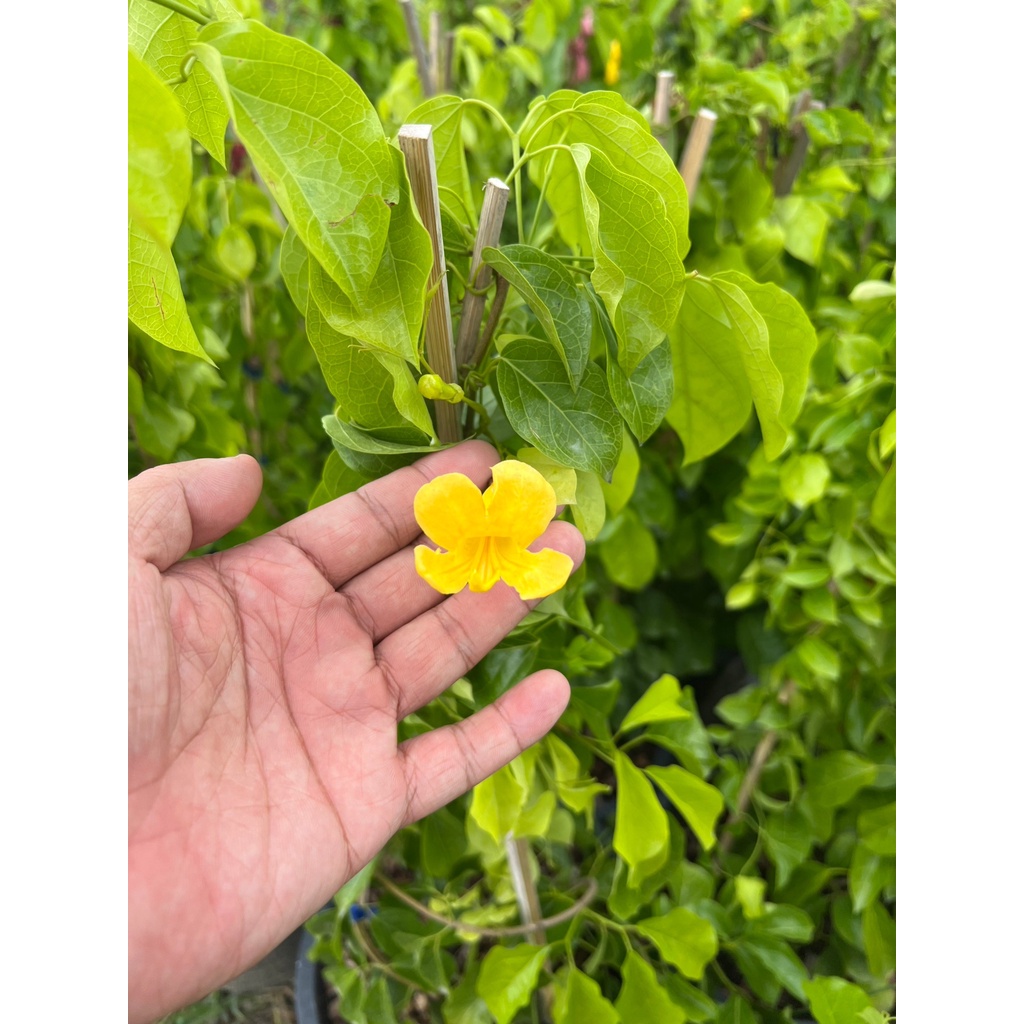 มุมมอง 4