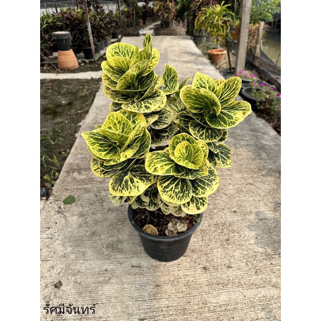 มุมมอง 2