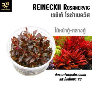 Alternanthera reineckii rosanervig เรนิเก้ ต้นไม้น้ำ ไม้เนื้อเยื่อ ไม้กระปุก ไม้แดง ไม้น้ำ พรรณไม้น้ำ ตู้ไมน้ำ Planted