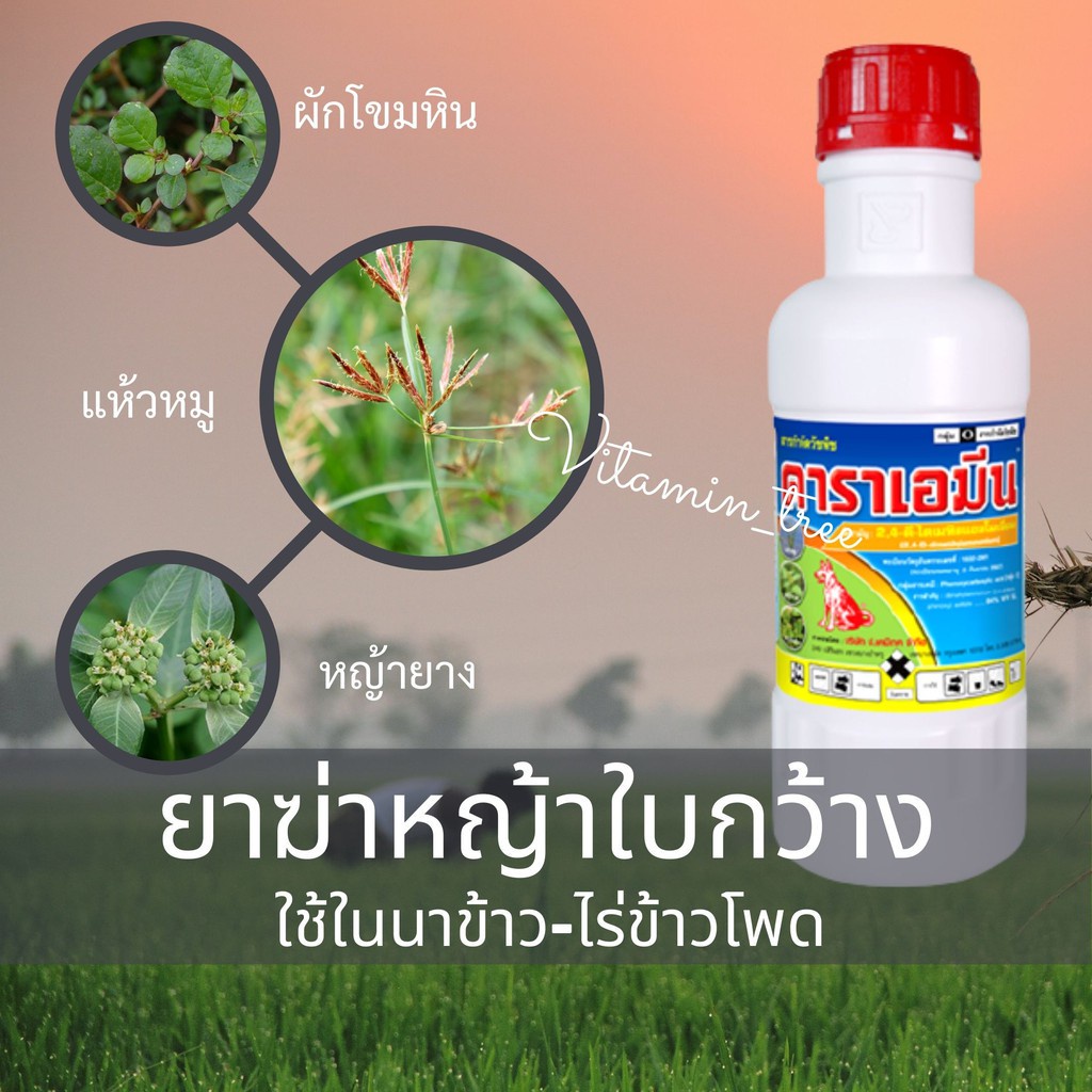 ยาฆ่าหญ้า ใบกว้าง หญ้าในนา นาข้าว ไร่ข้าวโพด ดาราเอมีน หมาแดงน้ำ 2,4-ดี ไดเมทิลแอมโมเนียม 84%