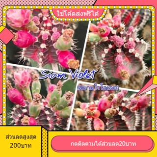 เมล็ด Siam violet สยามไวโอเรส 1หลอด ได้150เมล็ด+++